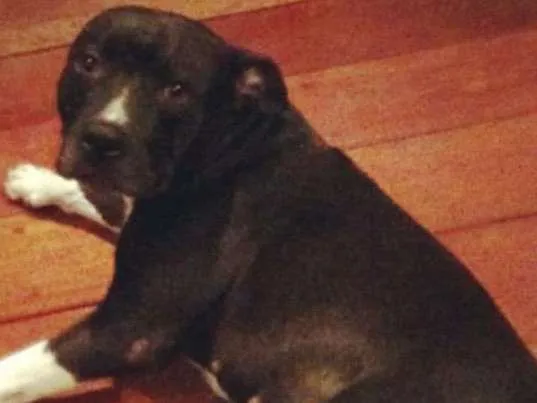 Cachorro ra a Pitbull idade 6 ou mais anos nome Loli