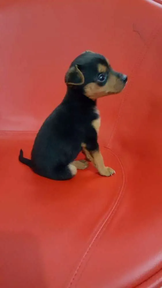 Cachorro ra a Pincher idade 2 a 6 meses nome Tado