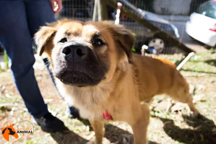 Cachorro ra a Srd idade 2 anos nome Urso