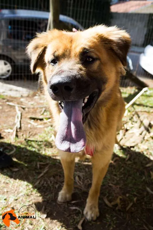 Cachorro ra a Srd idade 2 anos nome Urso