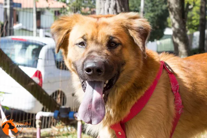 Cachorro ra a Srd idade 2 anos nome Urso
