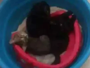 Gato raça  idade 7 a 11 meses nome Mingau