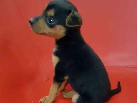 Cachorro ra a Pincher idade 2 a 6 meses nome Tado