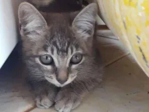 Gato raça  idade 2 a 6 meses nome Babi