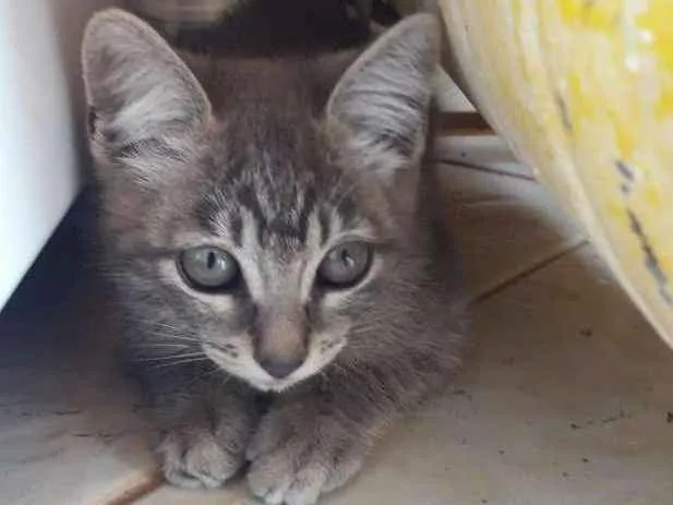 Gato ra a  idade 2 a 6 meses nome Babi