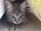 Gato raça  idade 2 a 6 meses nome Babi