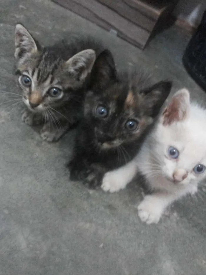 Gato raça Vira lata idade Abaixo de 2 meses nome Nao tem nome