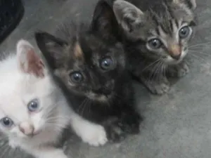 Gato raça Vira lata idade Abaixo de 2 meses nome Nao tem nome