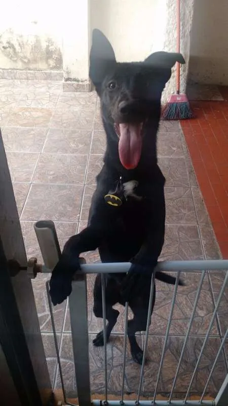 Cachorro ra a SRD idade 1 ano nome Lobinho