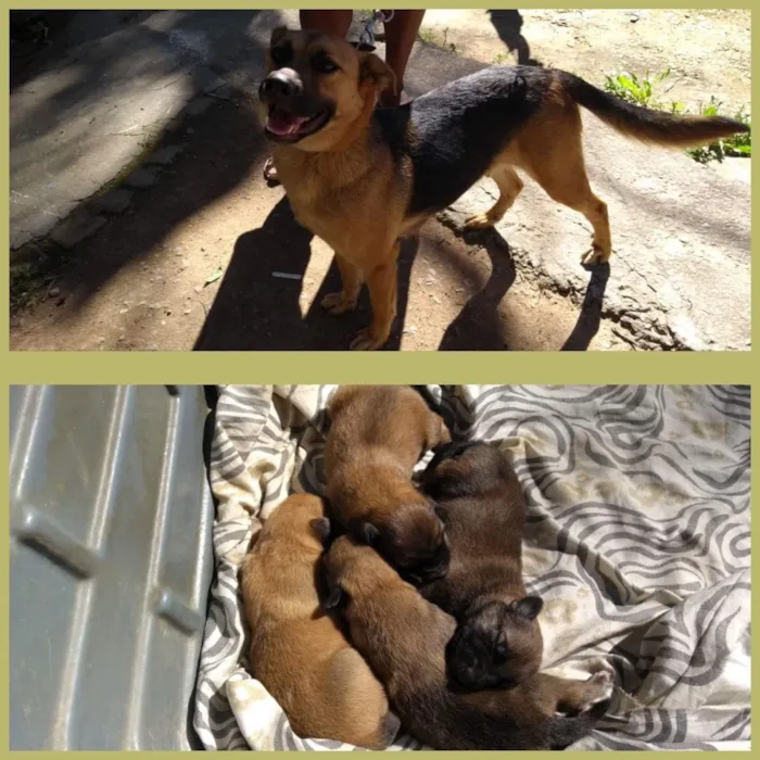 Cachorro ra a Pastor Alemão  idade Abaixo de 2 meses nome Bebezinhos