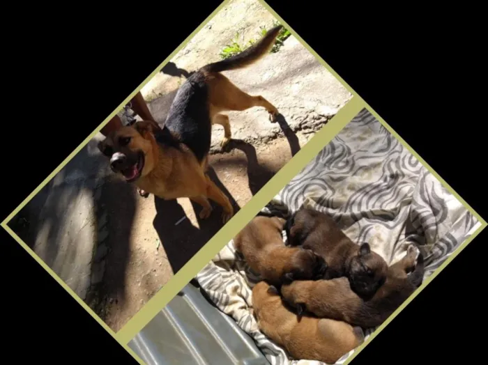 Cachorro ra a Pastor Alemão  idade Abaixo de 2 meses nome Bebezinhos
