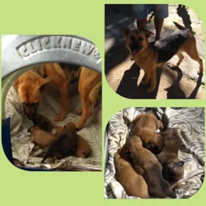 Cachorro raça Pastor Alemão  idade Abaixo de 2 meses nome Bebezinhos