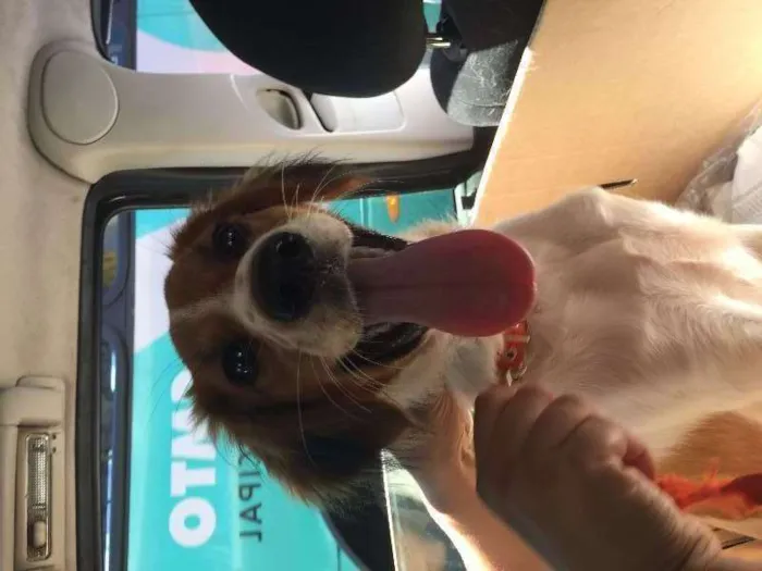 Cachorro ra a SRD idade 7 a 11 meses nome Luna