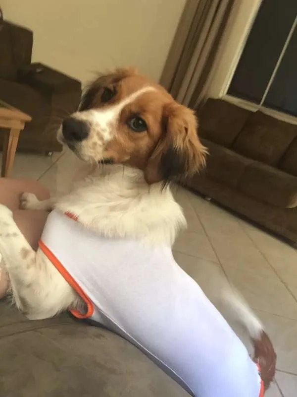Cachorro ra a SRD idade 7 a 11 meses nome Luna