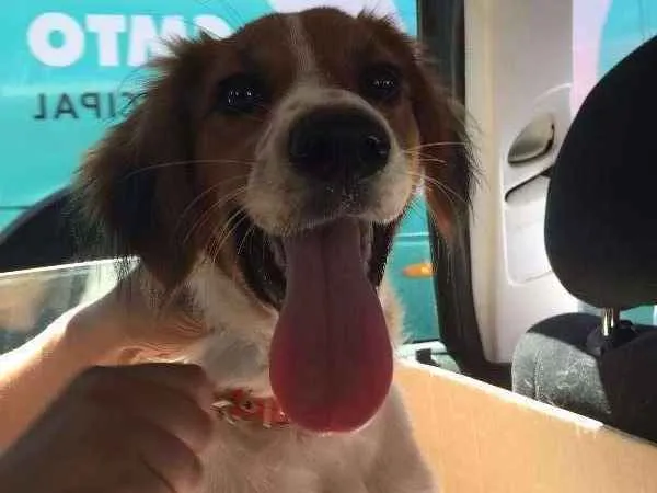 Cachorro ra a SRD idade 7 a 11 meses nome Luna