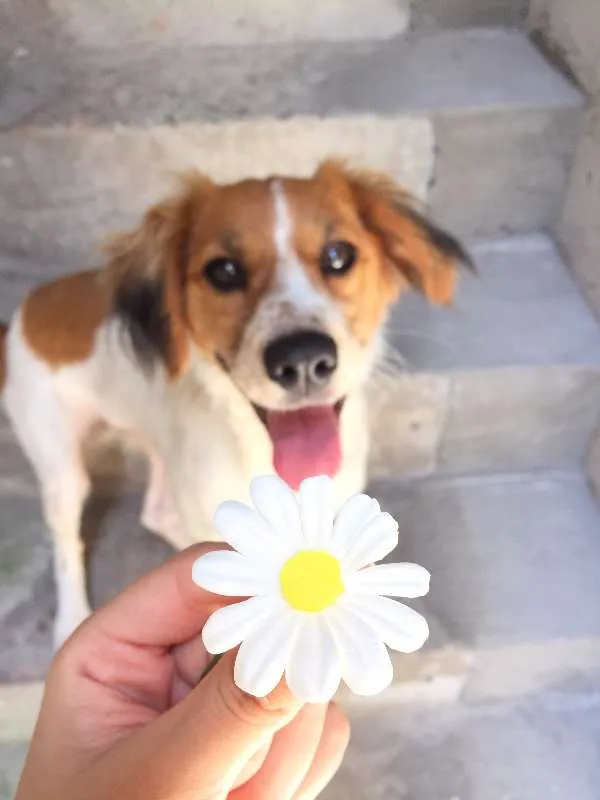 Cachorro ra a SRD idade 7 a 11 meses nome Luna