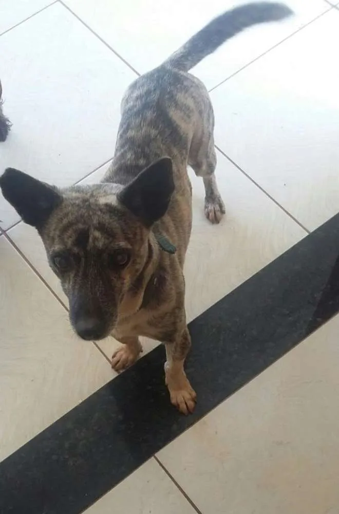 Cachorro ra a Não sei idade 4 anos nome Jupy