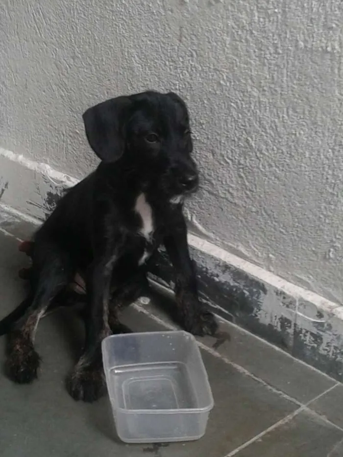 Cachorro ra a Indefinida idade 2 a 6 meses nome Scooby