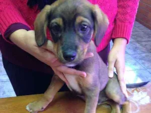 Cachorro raça  idade 2 a 6 meses nome Fofinho