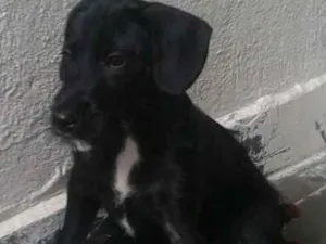 Cachorro raça Indefinida idade 2 a 6 meses nome Scooby