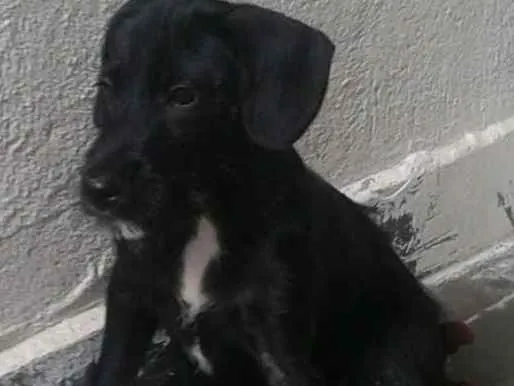 Cachorro ra a Indefinida idade 2 a 6 meses nome Scooby