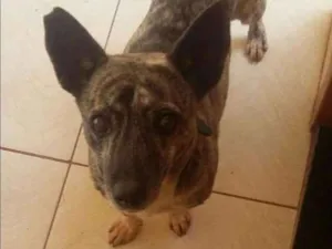 Cachorro raça Não sei idade 4 anos nome Jupy