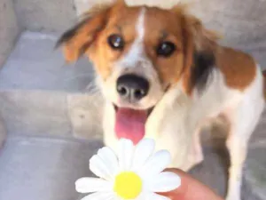 Cachorro raça SRD idade 7 a 11 meses nome Luna