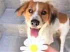 Cachorro raça SRD idade 7 a 11 meses nome Luna