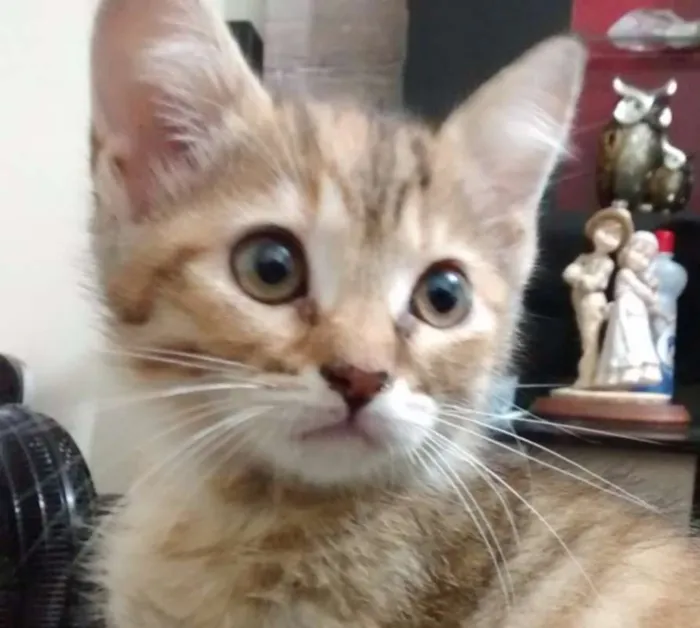 Gato ra a  idade 2 a 6 meses nome Sem Nome,