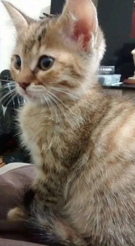 Gato ra a  idade 2 a 6 meses nome Sem Nome,