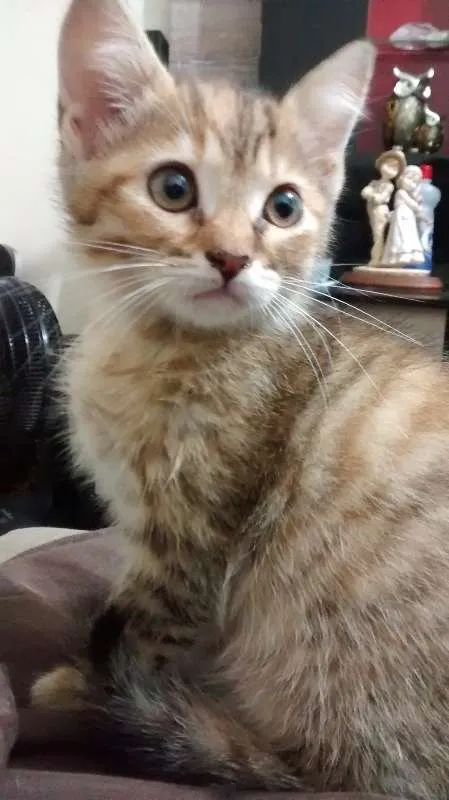 Gato ra a  idade 2 a 6 meses nome Sem Nome,