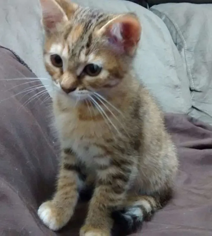 Gato ra a  idade 2 a 6 meses nome Sem Nome,