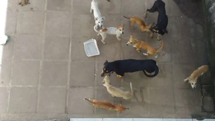 Cachorro raça Vira lata idade 2 a 6 meses nome Não tem nome ainda
