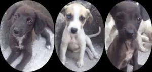 Cachorro raça vira latas idade 2 a 6 meses nome Magrelinho, Manchadi
