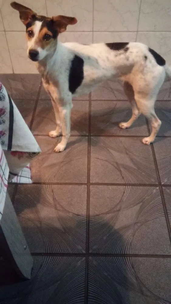 Cachorro ra a Fox idade 7 a 11 meses nome Nina