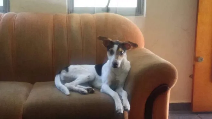 Cachorro ra a Fox idade 7 a 11 meses nome Nina