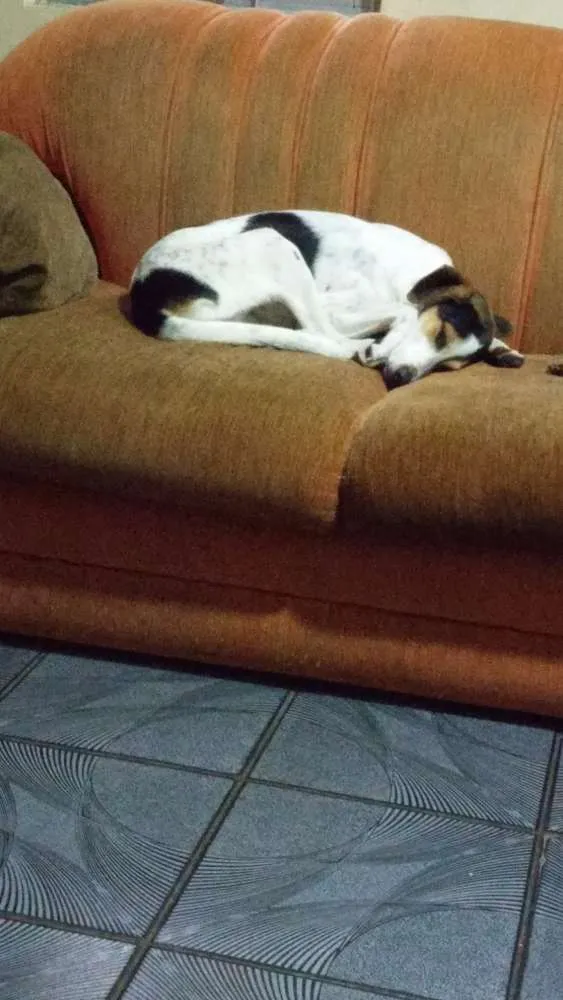 Cachorro ra a Fox idade 7 a 11 meses nome Nina