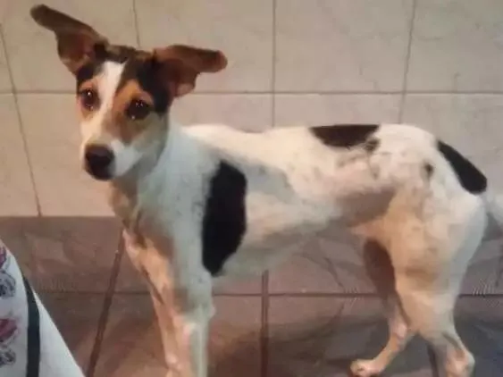 Cachorro ra a Fox idade 7 a 11 meses nome Nina