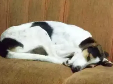 Cachorro ra a Fox idade 7 a 11 meses nome Nina