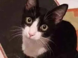 Gato raça Mistura de siames idade 7 a 11 meses nome Sebastian