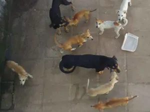 Cachorro raça Vira lata idade 2 a 6 meses nome Não tem nome ainda