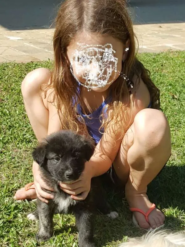 Cachorro ra a vira lata idade Abaixo de 2 meses nome ainda sem nome