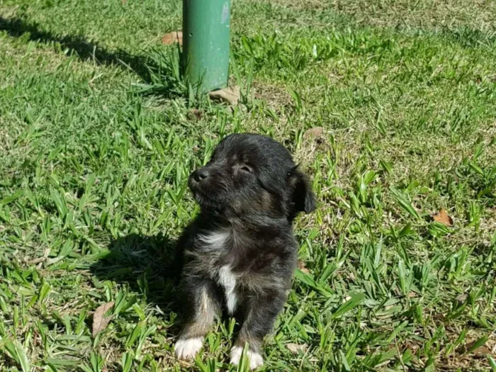 Cachorro ra a vira lata idade Abaixo de 2 meses nome ainda sem nome
