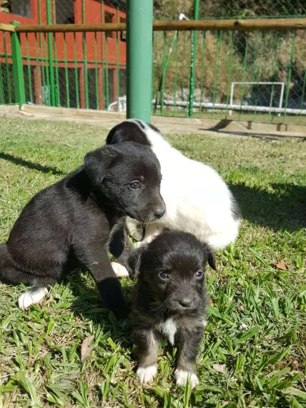 Cachorro ra a vira lata idade Abaixo de 2 meses nome ainda sem nome