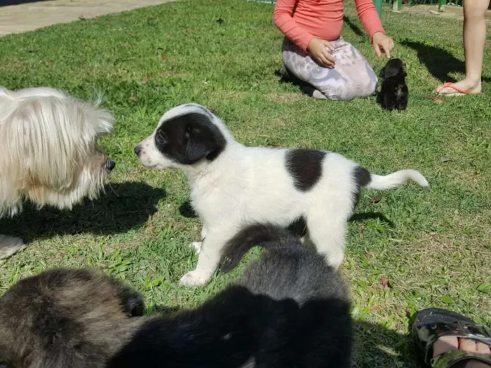 Cachorro ra a vira lata idade Abaixo de 2 meses nome ainda sem nome