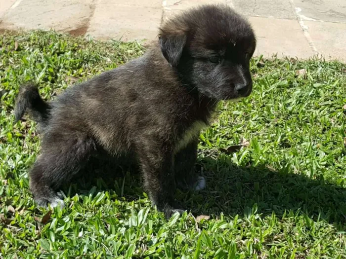 Cachorro ra a vira lata idade Abaixo de 2 meses nome ainda sem nome