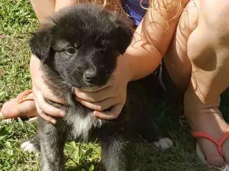 Cachorro ra a vira lata idade Abaixo de 2 meses nome ainda sem nome