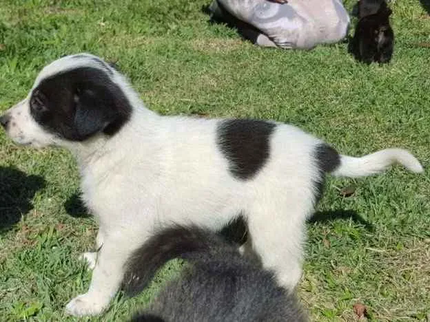 Cachorro ra a vira lata idade Abaixo de 2 meses nome ainda sem nome