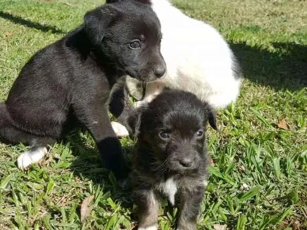 Cachorro ra a vira lata idade Abaixo de 2 meses nome ainda sem nome