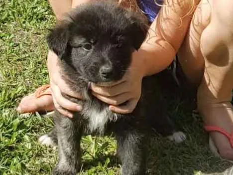 Cachorro ra a vira lata idade Abaixo de 2 meses nome ainda sem nome